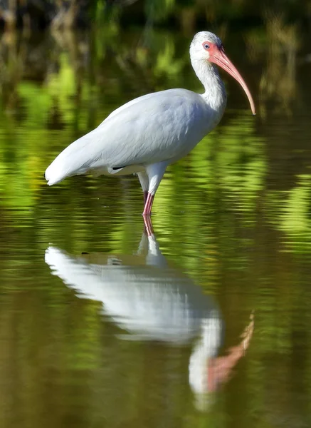 De Amerikaanse witte ibis (Eudocimus albus) — Stockfoto