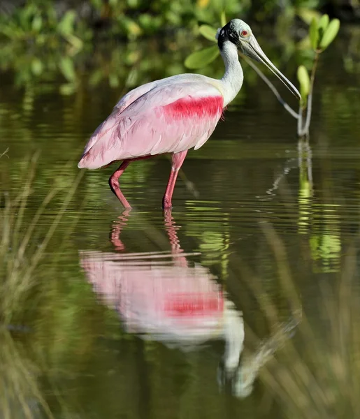 De Roze lepelaar, platalea ajaja, (soms geplaatst in een eigen geslacht ajaja) — Stockfoto