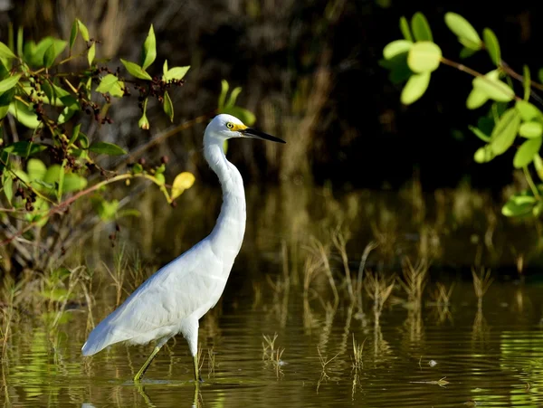 Erwachsener kleiner blauer reiher (egretta caerulea) (weiß morph ) — Stockfoto