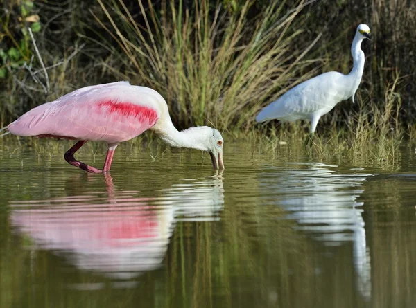 De Roze lepelaar, platalea ajaja, (soms geplaatst in een eigen geslacht ajaja) — Stockfoto