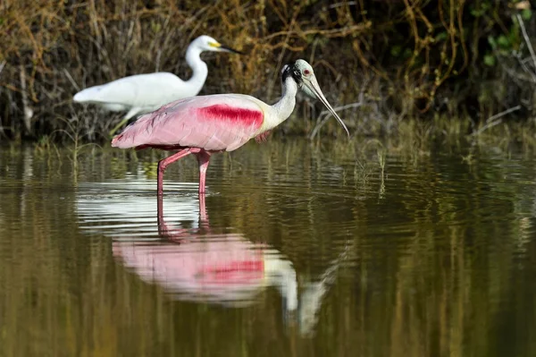 De Roze lepelaar, platalea ajaja, (soms geplaatst in een eigen geslacht ajaja) — Stockfoto