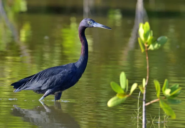 Küçük mavi balıkçıl (egretta caerulea) — Stok fotoğraf