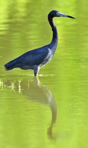 Airone azzurro (egretta caerulea) — Foto Stock