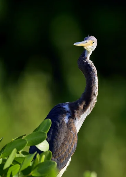 Üç renkli balıkçıl (egretta üç renkli)) — Stok fotoğraf