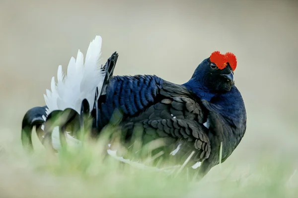 Birkhuhn, grouse preto (Tetrao tetrix), blackgame (Lyrurus tetrix). Fechar Retrato — Fotografia de Stock