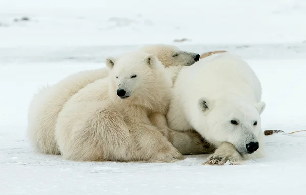 Polar hon-bear med ungar. Stockfoto