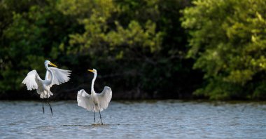Mücadele büyük egrets ( Ardea alba )
