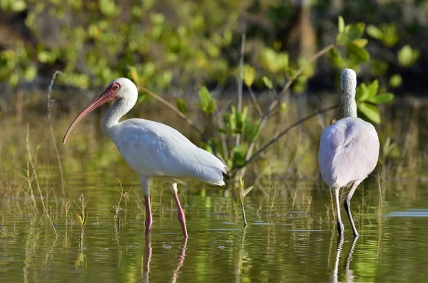 The American white ibis — Stock Fotó