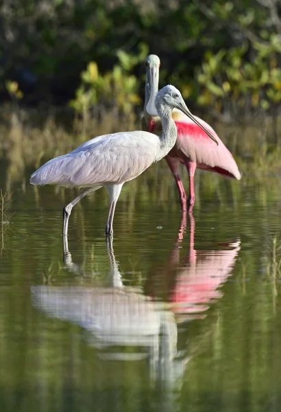 Il becco di rosa (Platalea ajaja) — Foto Stock