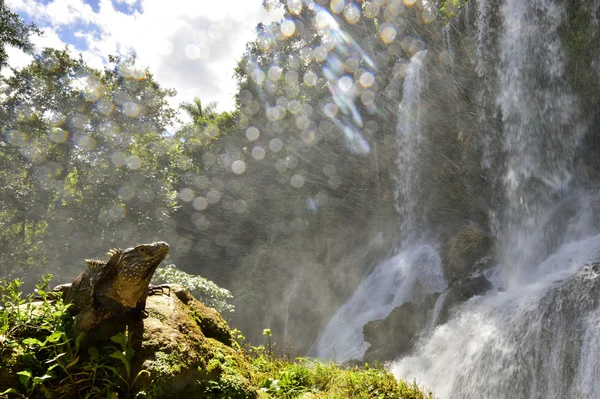 Iguana on rock and waterfall — Stock Photo, Image