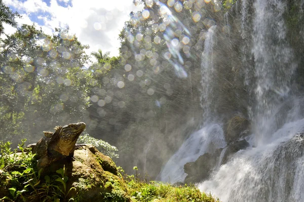 Iguana di atas batu dan air terjun — Stok Foto