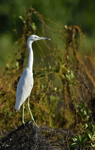 Malý modrý Heron (Egretta caerulea) (bílý Morfe ) — Stock fotografie