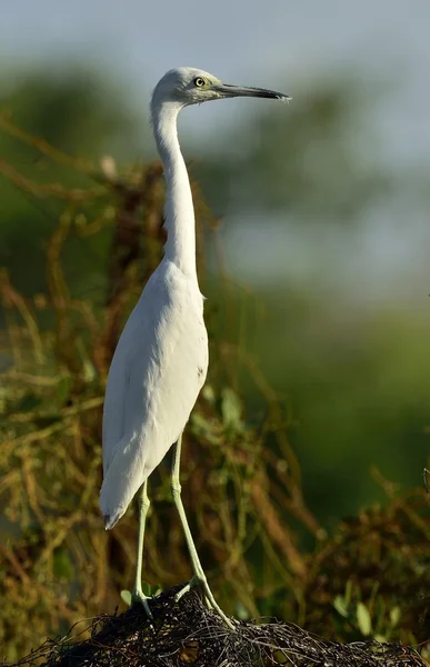 Adult Little Blue Heron (Egretta caerulea) (vit Morph ) — Stockfoto