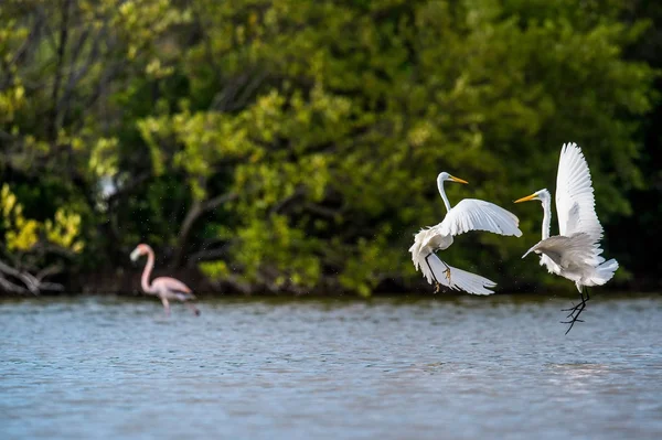 Las grandes garzas luchadoras (Ardea alba  ) — Foto de Stock