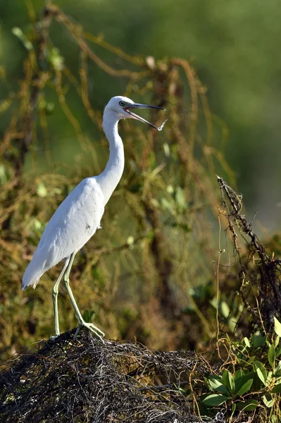 Adult Little Blue Heron (Egretta caerulea) (vit Morph ) — Stockfoto