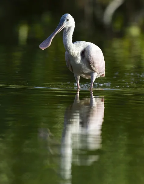 The Female  Roseate Spoonbill, Platalea ajaja, (sometimes placed in its own genus Ajaja). — Stockfoto