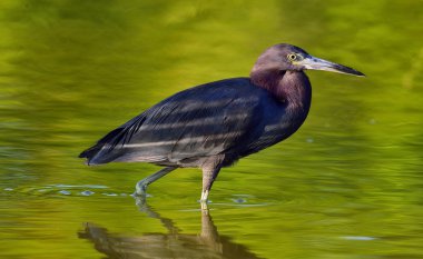 Küçük mavi balıkçıl (Egretta caerulea) Balık tutma