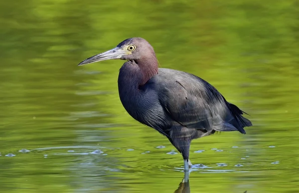 Lilla blå häger (Egretta caerulea) är fiske — Stockfoto