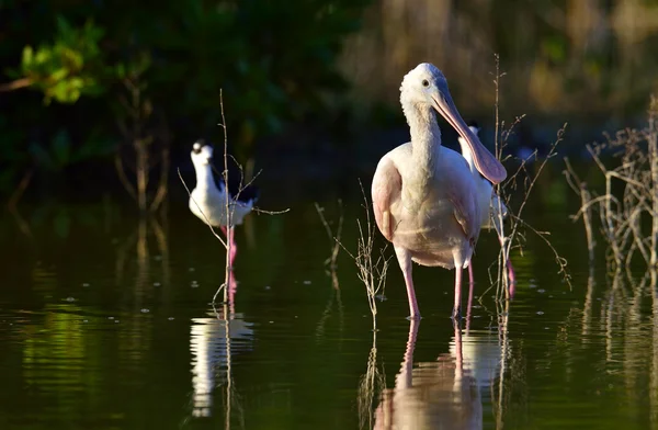 The Female  Roseate Spoonbill, Platalea ajaja, (sometimes placed in its own genus Ajaja). — Stockfoto