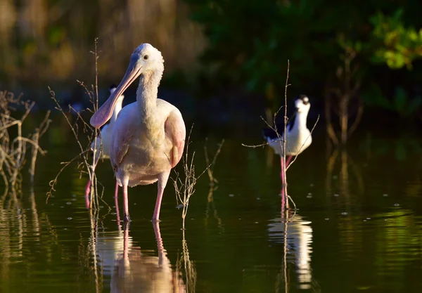 The Female Roseate Spoonbill, Platalea ajaja, (a volte inserito nel proprio genere Ajaja ). — Foto Stock