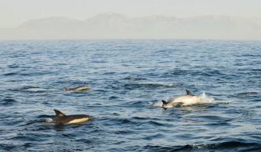 Yunuslar, okyanusta yüzmeye grup