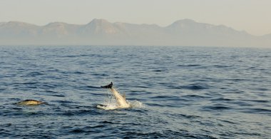 Group of dolphins, swimming in the ocean clipart