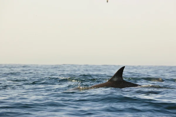 Silhouette of a back fin of a dolphin