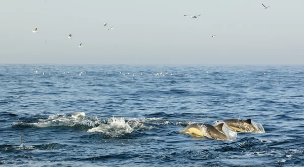 Groep van dolfijnen, zwemmen in de Oceaan — Stockfoto