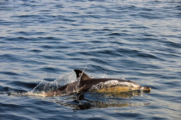 Delfino, che nuota nell'oceano — Foto Stock