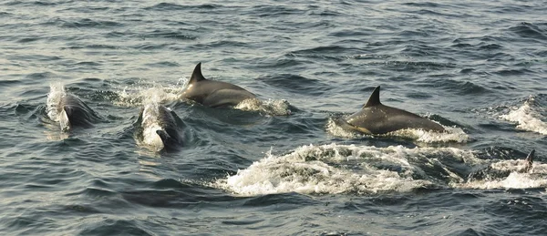 Gruppo di delfini che nuotano nell'oceano — Foto Stock