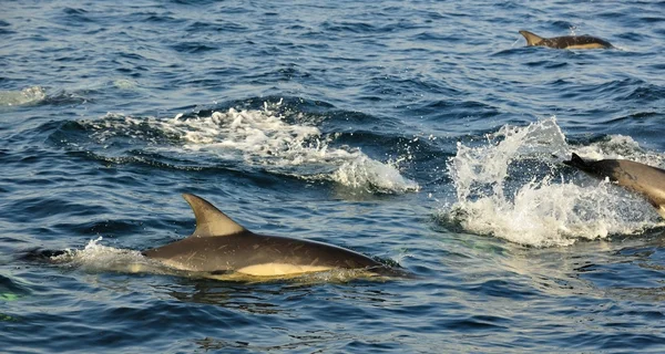 Grupo de golfinhos, nadando no oceano — Fotografia de Stock