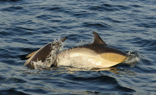 Delfiny, kąpiel w Oceanie — Zdjęcie stockowe