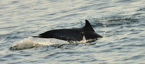 Силует заднього плавця дельфіна — стокове фото