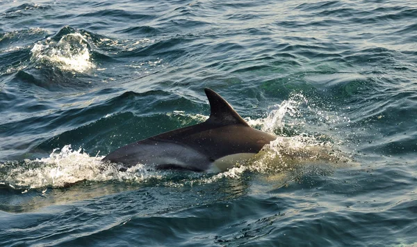 Delfin úszni az óceánban — Stock Fotó