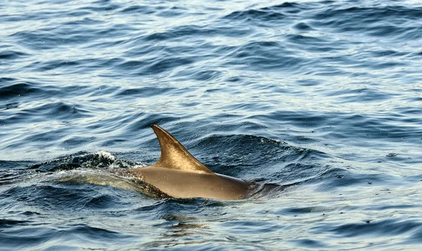 Barbatana traseira de um golfinho — Fotografia de Stock