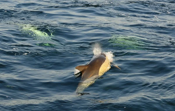 イルカは、海で泳いで — ストック写真