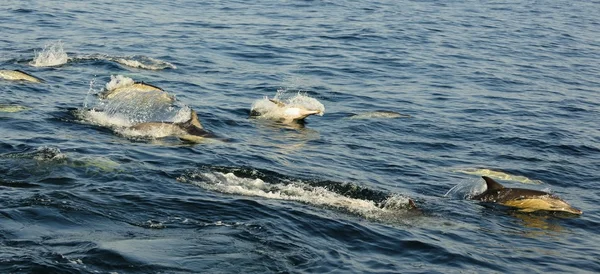 Groep van dolfijnen, zwemmen in de Oceaan — Stockfoto