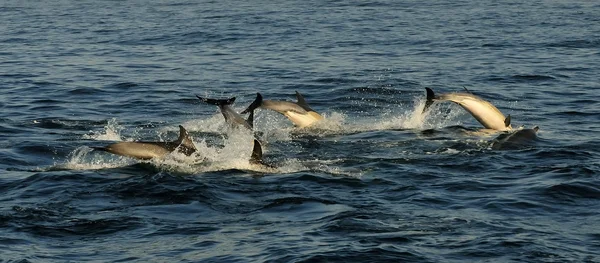 群海豚，在海洋中游泳 — 图库照片