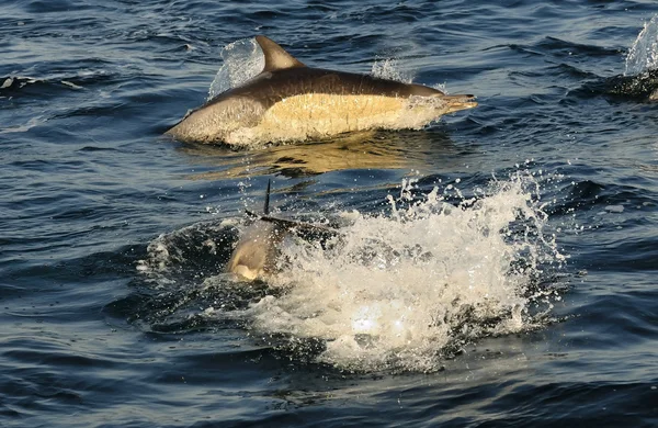 Gruppo di delfini che nuotano nell'oceano — Foto Stock