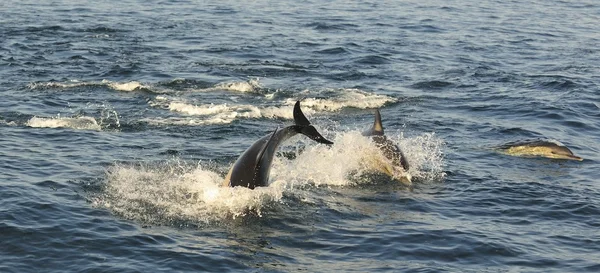 Csoportja a delfinek, úszni az óceánban — Stock Fotó