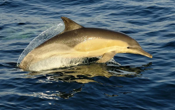 Delfin, kąpiel w Oceanie — Zdjęcie stockowe