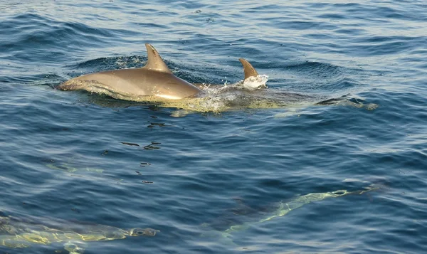 Group of dolphins, swimming in the ocean