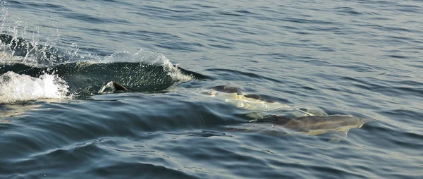 Kelompok lumba-lumba, berenang di laut — Stok Foto