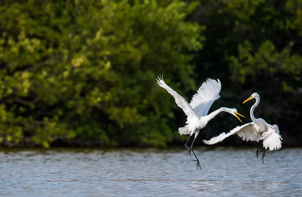 The fighting great egrets — Stock Photo, Image