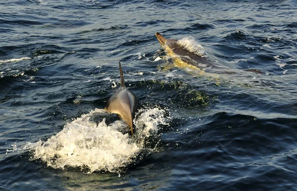 Grupp av delfiner, simning i havet — Stockfoto