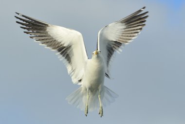 Esmer su yosunu martı (Larus dominicanus)