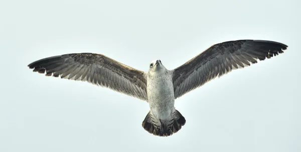 Gaivota-de-alga (Larus =us ) — Fotografia de Stock