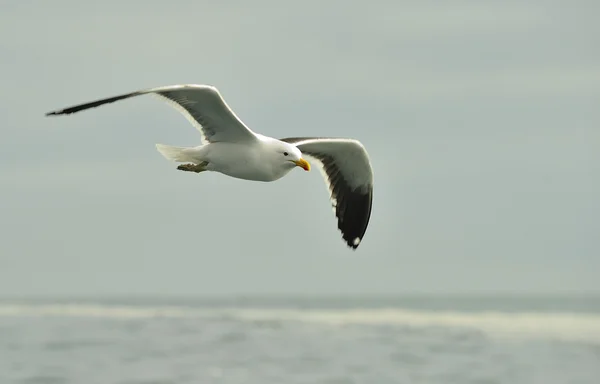 Kelp gull (Larus dominicanus) — Stock Photo, Image