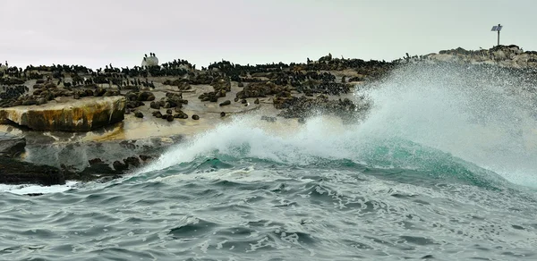 Colónia de focas na ilha — Fotografia de Stock