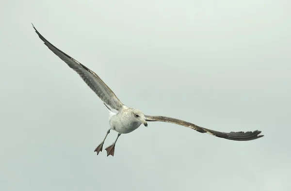 Kelp gull (Larus dominicanus) — Stock Photo, Image